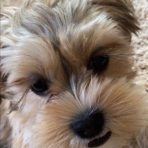 Meet your Posher, Jared